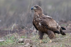 Zeearend_HBN4149