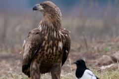Zeearend_HBN4150