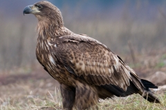 Zeearend_HBN4156