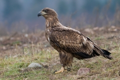Zeearend_HBN4160