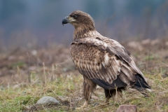 Zeearend_HBN4163