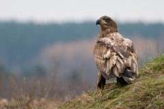 Zeearend_HBN4164