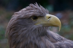 zeearend Captive_HBN0770