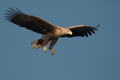 zeearend_HBN0019