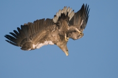 zeearend_HBN0026