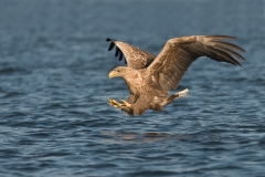 zeearend_HBN0657