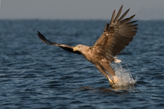 zeearend_HBN0658