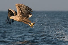 zeearend_HBN0659