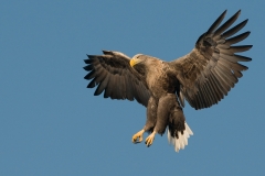 zeearend_HBN0670