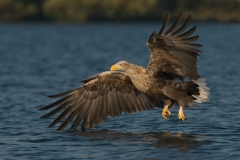 zeearend_HBN0677