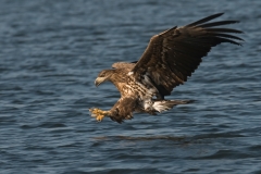 zeearend_HBN0717