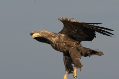 zeearend_HBN1244