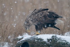 zeearend_HBN8358