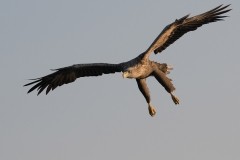 zeearend_HBN9570