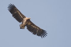 zeearend_HBO0052