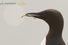 Zeekoet