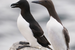 Zeekoet en alk_HBN4675