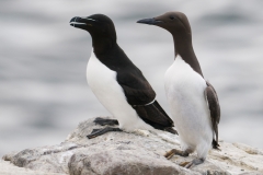 Zeekoet en alk_HBN4677