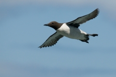 Zeekoet_HBN3635