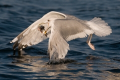 zilvermeeuw_HBN1218
