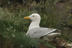 zilvermeeuw_HBO3078
