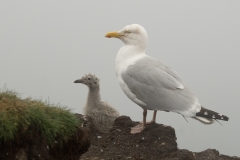 zilvermeeuw_HBO3173