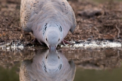 Zomertortel; Turtle Dove; Streptopelia turtur;