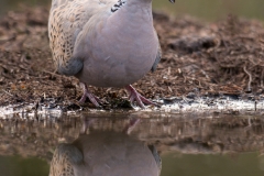 Zomertortel; Turtle Dove; Streptopelia turtur;