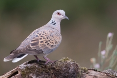 Zomertortel; Turtle Dove; Streptopelia turtur;