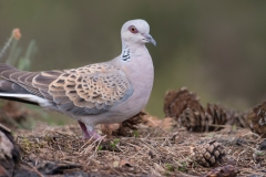 Zomertortel; Turtle Dove; Streptopelia turtur;