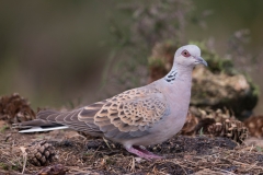 Zomertortel; Turtle Dove; Streptopelia turtur;