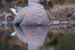 Zomertortel; Turtle Dove; Streptopelia turtur;