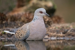 Zomertortel; Turtle Dove; Streptopelia turtur;
