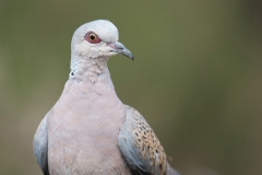 Zomertortel; Turtle Dove; Streptopelia turtur;