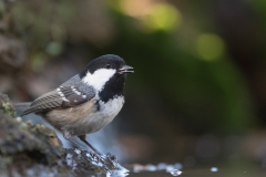 Zwarte-Mees;-Coal-Tit;-Periparus-ater_HB58911-kopiëren