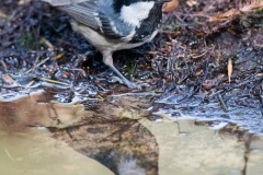 Zwarte mees_HBN6924