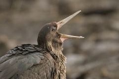 zwarte ooievaar_HBO6340