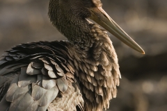 zwarte ooievaar_HBO6354
