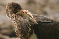zwarte ooievaar_HBO6385
