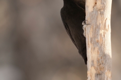 Zwarte specht; Black woodpecker; Dryocopus martius