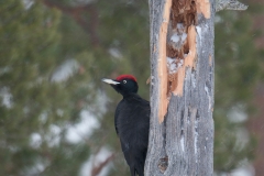 Zwarte specht; Black woodpecker; Dryocopus martius