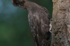 Zwarte specht; Black Woodpecker; Dryocopus martius