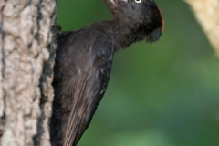 Zwarte specht; Black Woodpecker; Dryocopus martius