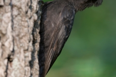 Zwarte specht; Black Woodpecker; Dryocopus martius