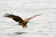 Zwarte wouw, Milvus migrans, Black kite