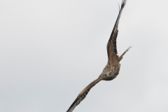 Zwarte wouw, Milvus migrans, Black kite