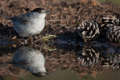 Zwartkop; Blackcap; Sylvia atricapilla
