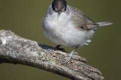 Zwartkop; Blackcap; Sylvia atricapilla