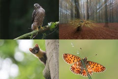 Nieuwe foto's