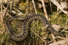 Adder